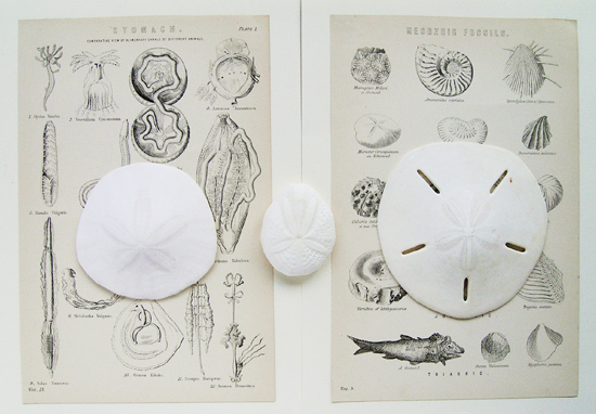 urchin_007.jpg